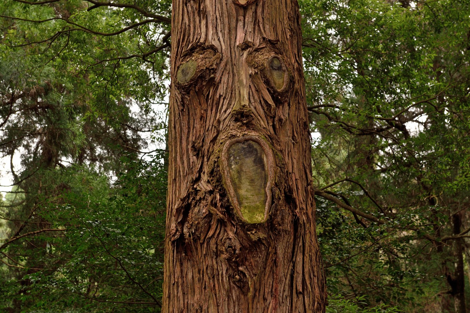 Close‑up of a large forest tree trunk with natural knots and grooves forming a face‑like pattern, with two eye‑shaped knots and an open‑mouth‑shaped hollow, surrounded by dense green woodland foliage.